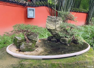 小風帶你欣賞自然景觀的藝術(shù)品——盆景景觀藝術(shù)